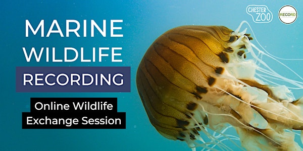 Marine Wildlife Recording - online talk