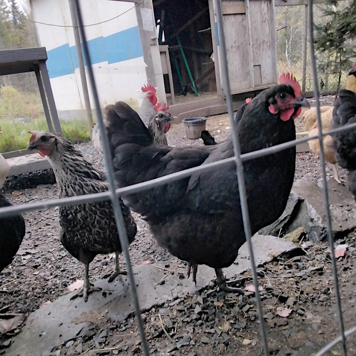 Introduction to Chicken Keeping - Laying Hens image