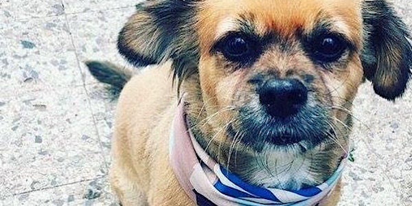 Festejo por el Día del Perro Real