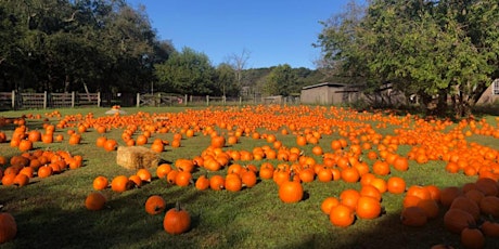 Halloween on the Farm