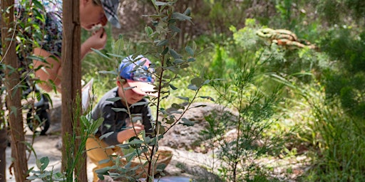 Zippy's Kings Park Adventurers-Term 3 2022: ‘Caring for the Land I Play On' primary image