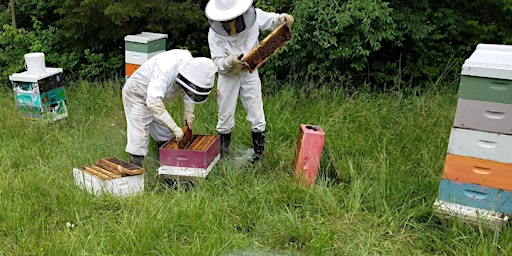 First Sunday Nature Tour: Beekeeping with Lazy Dog Honey