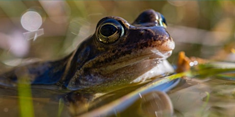 Froglife T.O.A.D Tuesdays - Amphibian Survey Techniques (in person course) tickets