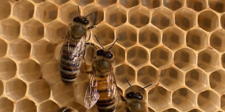 Dr. Tom Seeley:The  dance language of honey bees bilhetes