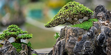 Member Only Preview - Bonsai Exhibit tickets