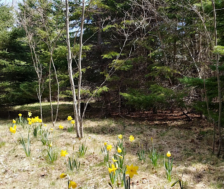 Woodland Daffodil Walk & Spring Celebration image