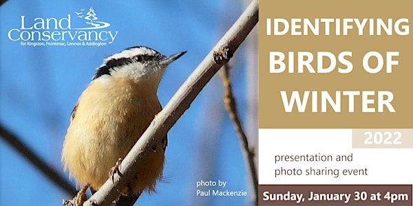 Winter Birds of the Kingston Area - Online event