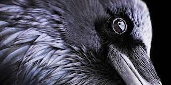 Author Talk: Bird Brain - An Exploration of Avian Intelligence