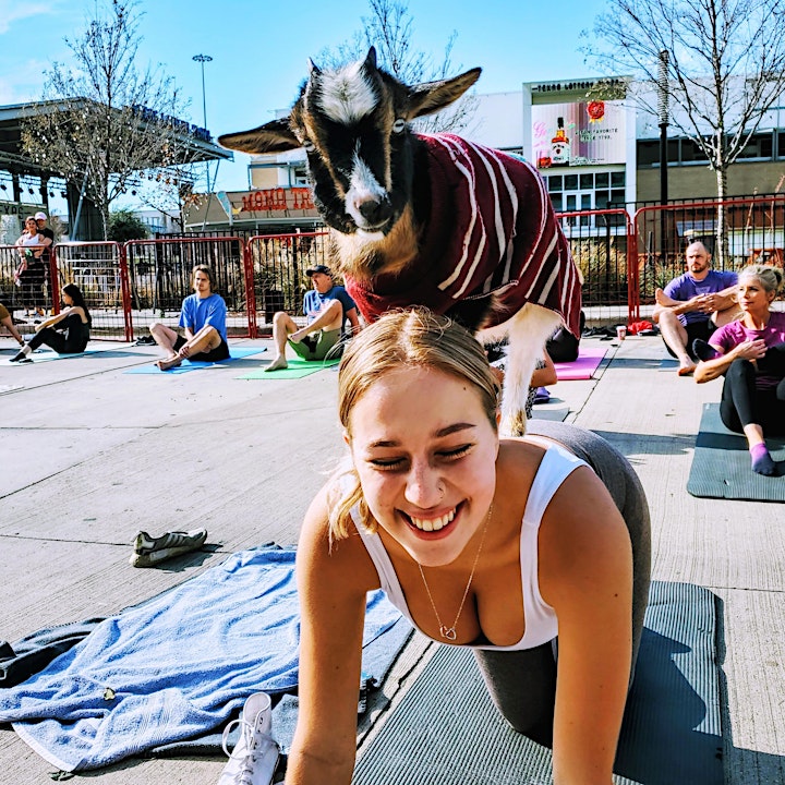 
		Mother's Day Goat Yoga Fort Worth! image
