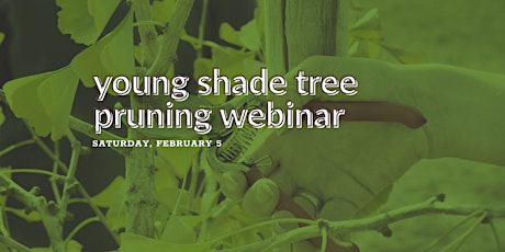 Young Shade Tree Pruning Webinar tickets