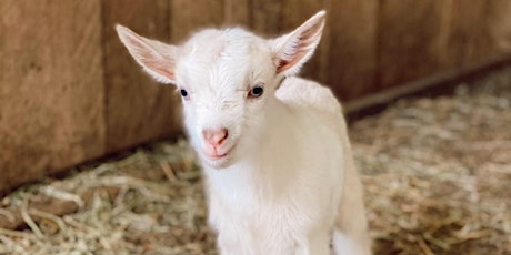 Goat Yoga Nashville- Spring Has Sprung tickets