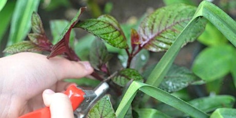 How to grow plants from cuttings entradas