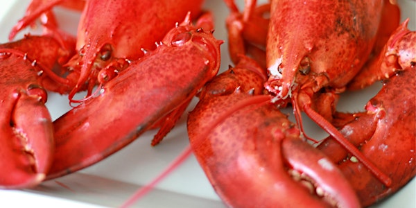 Maine Lobster Feed