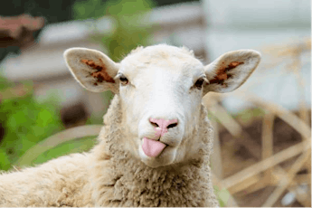 New Zealand - Sheep, Sea and Scenery tickets