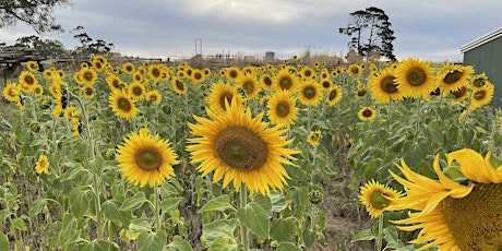 Atkins Farm Sunflower Picking 2022 tickets