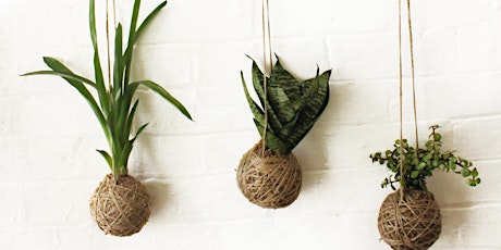 SOLD OUT: Create a Kokedama String Ball Garden primary image