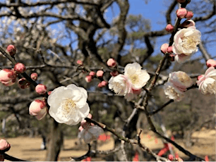 Early Spring Special - Plum Blossom Viewing