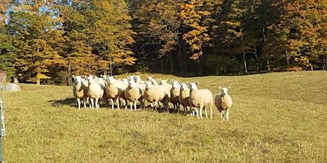 Planning and Managing a Small Flock  with Liz Shaw -2 parts 2/12 and 3/5 tickets