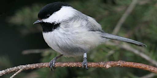 Primaire afbeelding van NatureKids: Bird Banding at Colony Farm