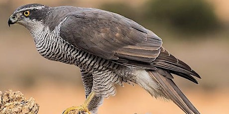 Northern Goshawks: “Phantom of the Forest”, where are you now? primary image