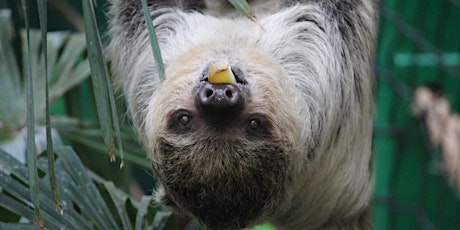 Sloth-tastic Breakfast at Edinburgh Zoo tickets