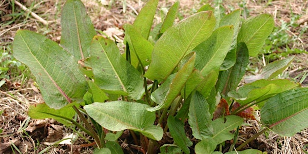 Free Presentation: Weeds! Learn to ID and Control Them