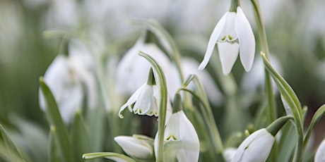 RBGE- 13th February 2022 -  Snowdrops and Spring Interest Guided Tour @11am tickets