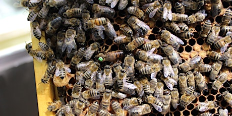 Honey Bee Behaviour (Manchester) primary image