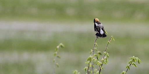 Vermont’s Beautiful (and Endangered) Grassland Birds primary image