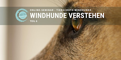 Online-Seminar "Windhunde verstehen" Teil 6  - Windhunde aus dem Tierschutz primary image