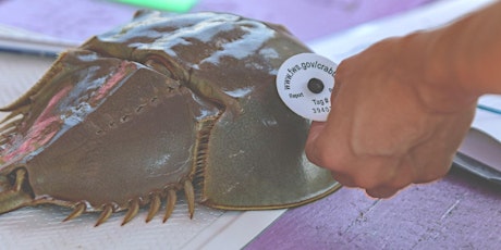 Horseshoe Crab Citizen Science Training tickets