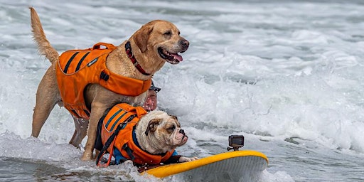 World Dog Surfing Competition: Entrant Registration for 2022