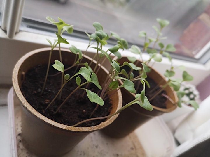 Growing plants from seed - gardening sustainably image