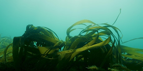 Sussex Kelp: Rewilding Our Seas tickets