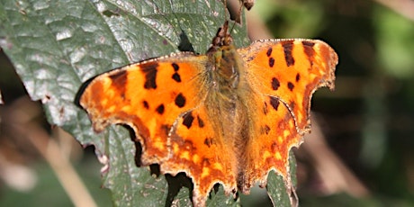 Butterfly and Moth Walk tickets