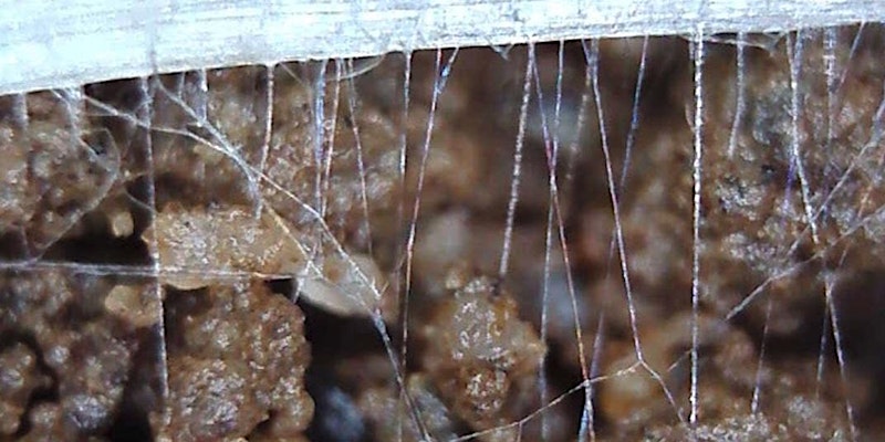 What can fungi do for your IPM strategy?