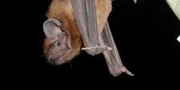 Bat Night & BBQ 2022