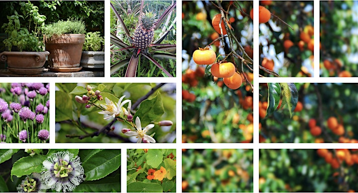  Garden Insights - Asian Inspired Food Garden - Debbie Bassingthwaighte image 