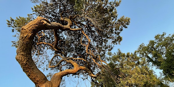 The Art & Science of Tree Pruning and Management