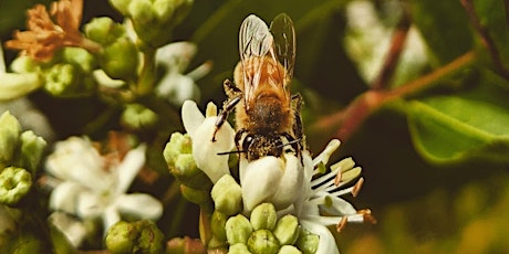Pollinator Workshop tickets
