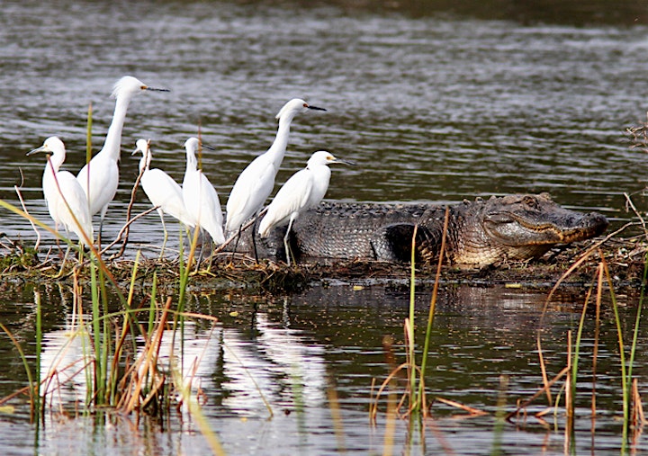 MIAMI EVERGLADES PARK AIRBOAT PACKAGE image