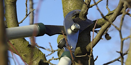 Pruning Demonstration primary image
