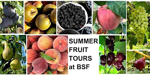 Summer Fruit Tour at BSF