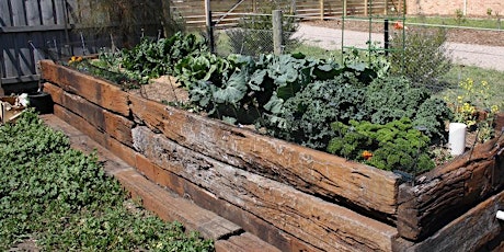 Making "Wicking Beds" for waterwise, productive gardening primary image