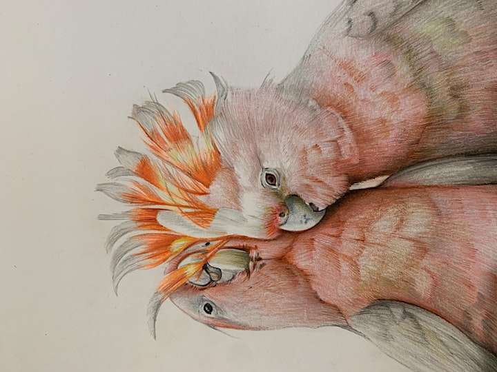 Coloured Pencil Worskhops image