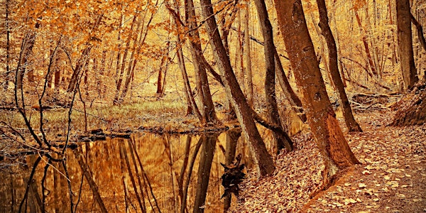 Nonnenfließ: Hike through a romantic brook
