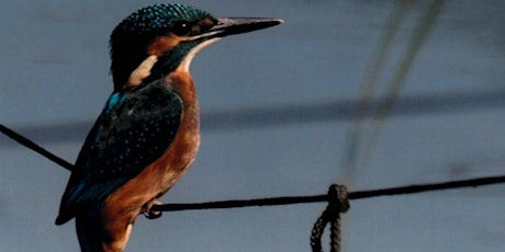 Wetlands Workshop: The Kingfisher tickets