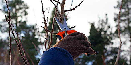 Winter Pruning & Maintenance of Fruit Trees and Bushes tickets