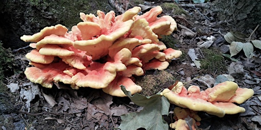 Eat the Woods Mushroom Hike: Turkey Run State Park, Marshall IN