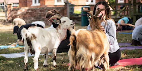 Yoga with Goats-UK tickets